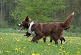 BORDER COLLIE 973
